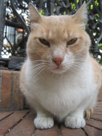 012_annoyed_cat_in_plaza_sevilla.jpg