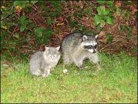 081016_rocky_cat_racoon1.jpg