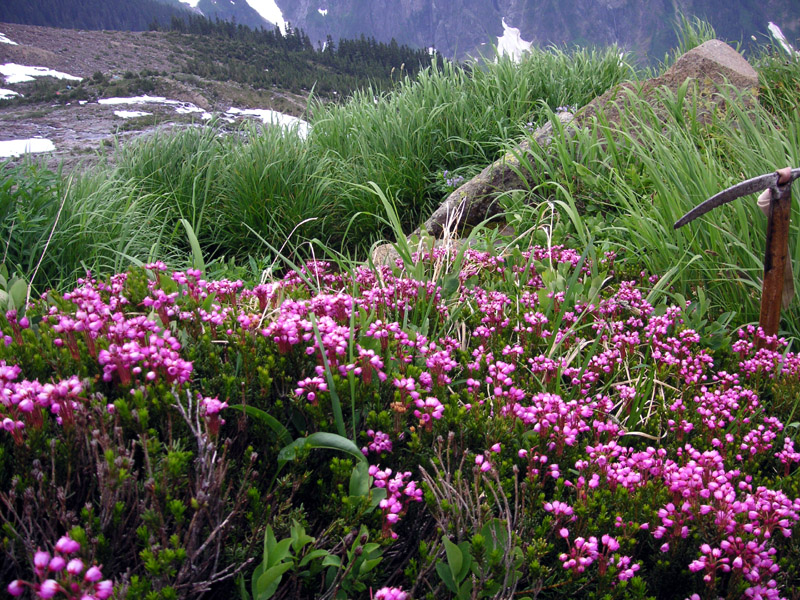 1970Forbidden_blooming_heather.jpg