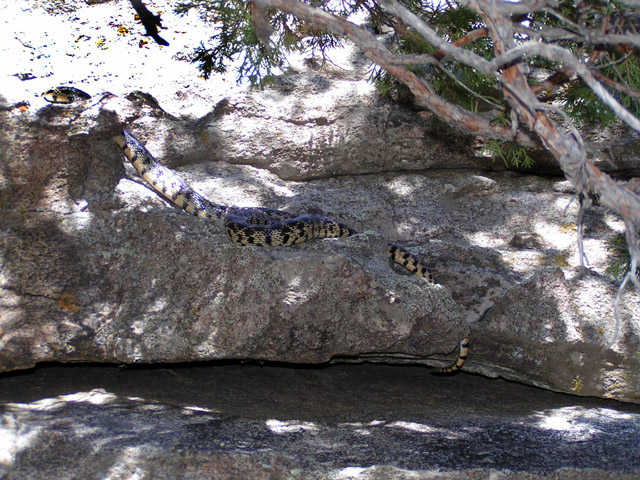 1970snake_on_the_rock.jpg