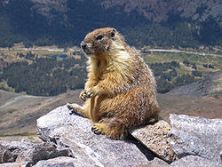 250px-Marmot-edit1.jpg