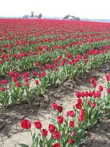 4222A_sea_of_red-med.JPG