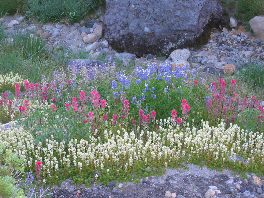 5592_Wildflowers_Along_the_Skyline_Trail_070305.JPG