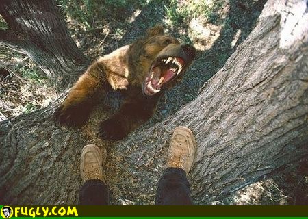 grizzly bear attack. @Juan: ear tracks indeed,