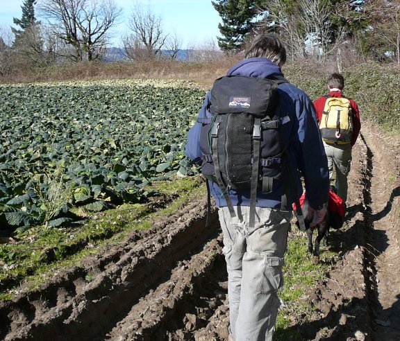 Cabbage_patch_resized.jpg