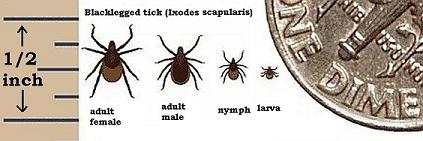 Deer_tick_Ixodes_scapularis.jpg