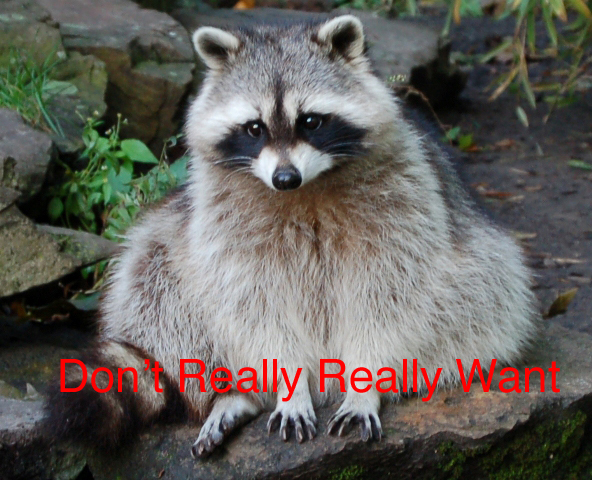 Dont_really_want_raccoon-wen-flick-1.jpg