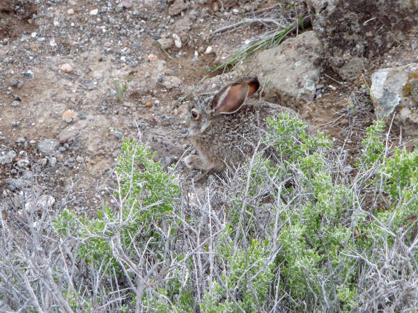 Lubell_Owyhee_78_.JPG