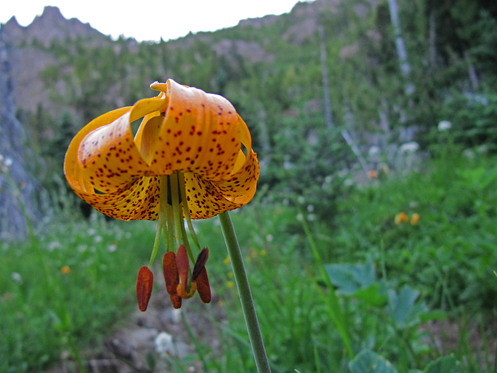 Mt_Washington_-_SE_Buttress_11_-_lily.jpg