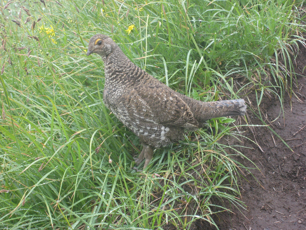 alpinechicken.jpg