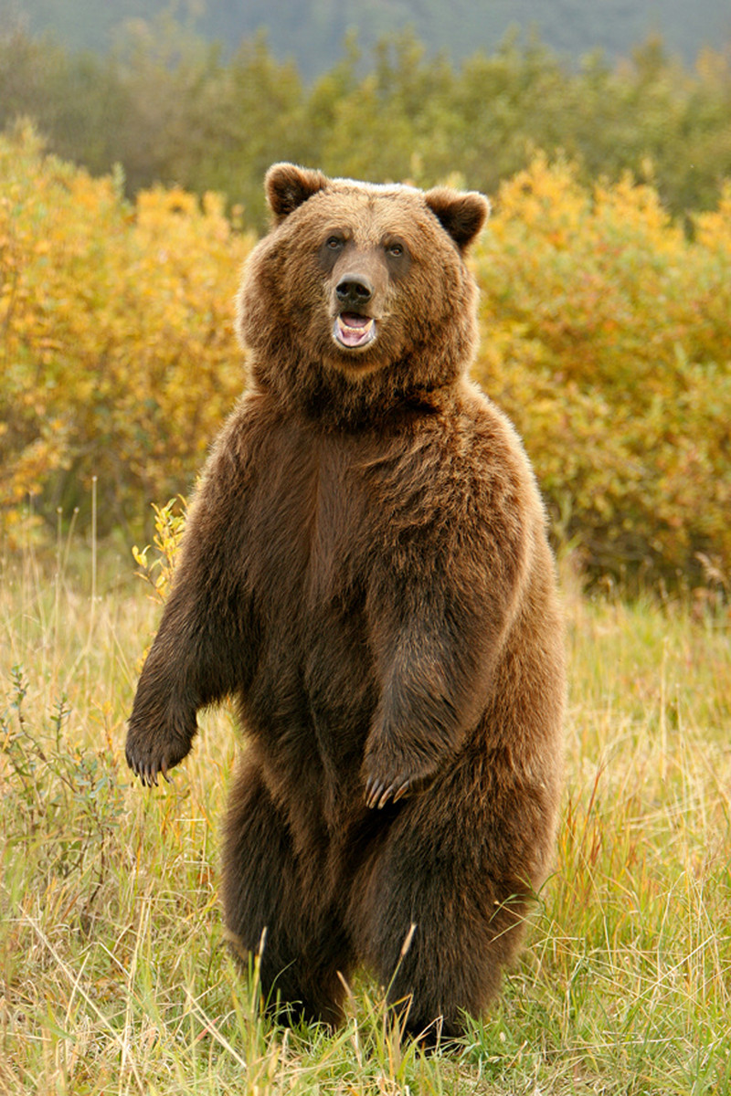 bear3.jpg