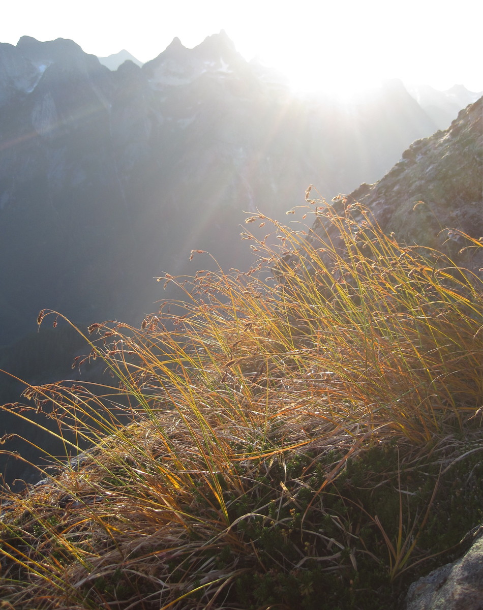 golden_grass_morning.jpg