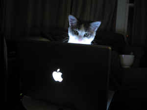 internet_cat.jpg