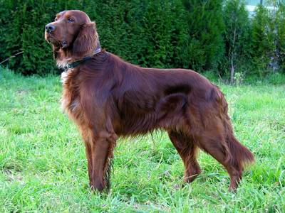 irish_setter1-1.jpg