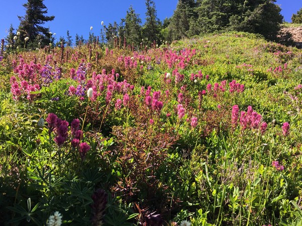 10flowers.JPG