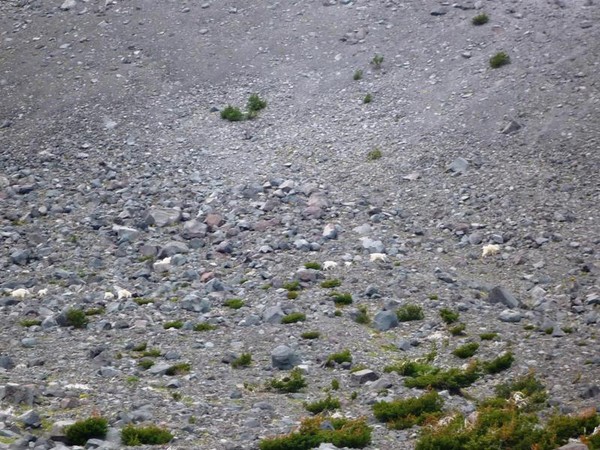 3_families_of_mountain_goats.jpg