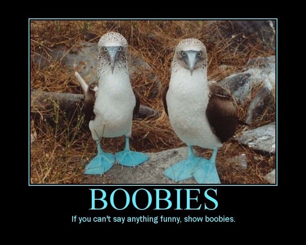 633495171199936172-boobies.jpg