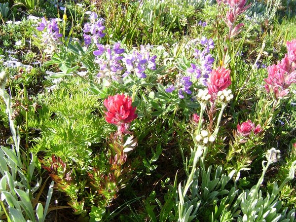 Alpine_flowers_1.jpg