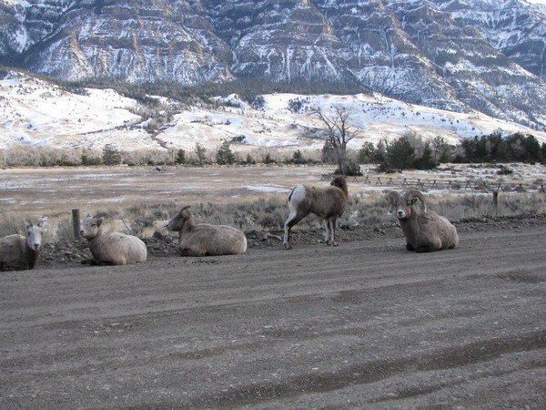 BigHornSheep.jpg