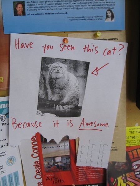 Great_Cat.jpg