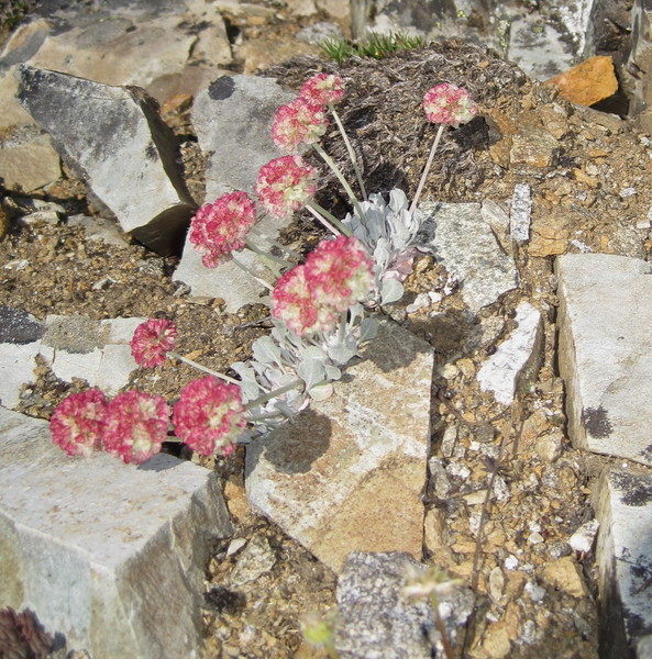 IMG_16973.jpg