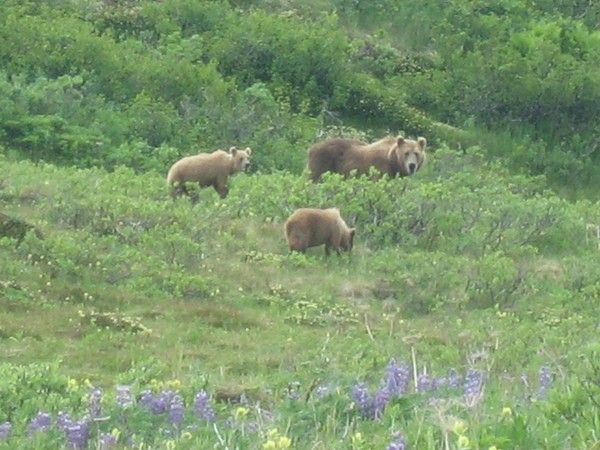 Kodiak_bears_sm_2005.JPG