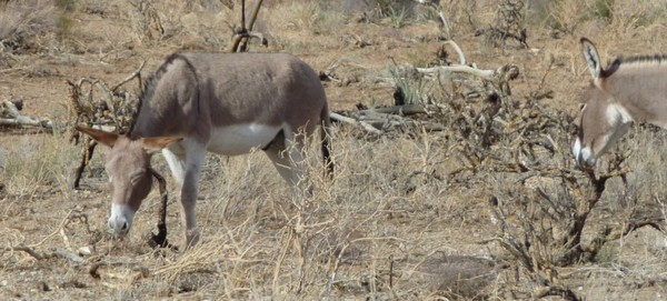 Resized_Burros.jpg