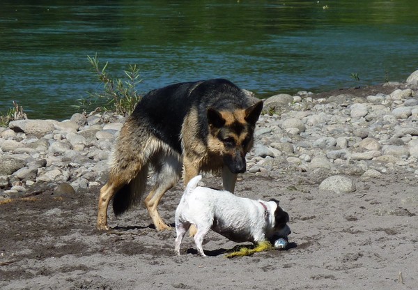 Sadie_makes_a_friend_and_borrows_the_ball.jpg