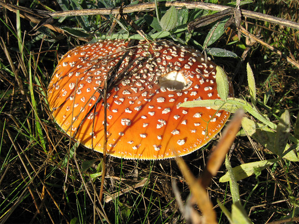 amanita.jpg