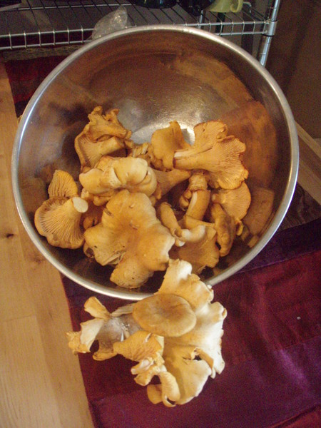 chantrelles2.jpg