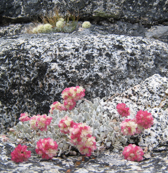 flowers.jpg