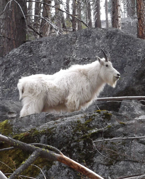 goat_on_snow_creek_trail2.jpg