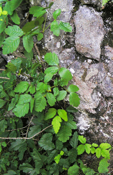 poison_oak.jpg