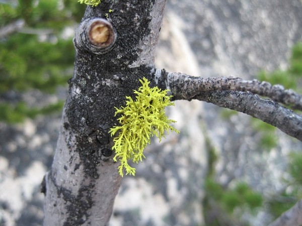 pretty_lichen.jpg