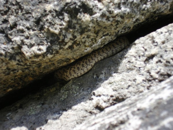 rattlesnake_at_start_of_first_climb.JPG