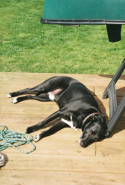 simon_lounging_on_deck.jpg