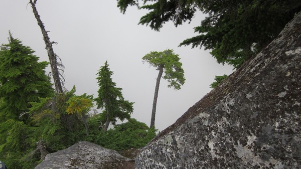 umbrella_tree_from_above.JPG