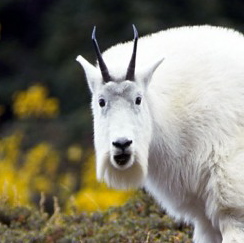 mountain_goat_1_5609_travel_alberta.jpg