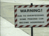 pidgeon.png