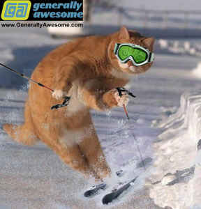 skicat.jpg