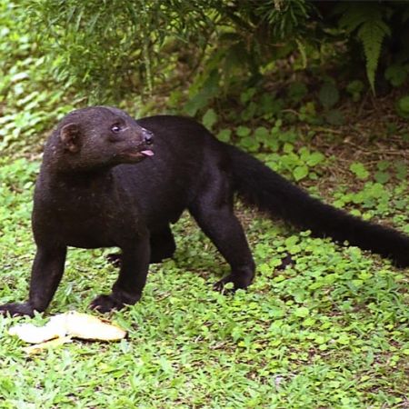 tayra.jpg