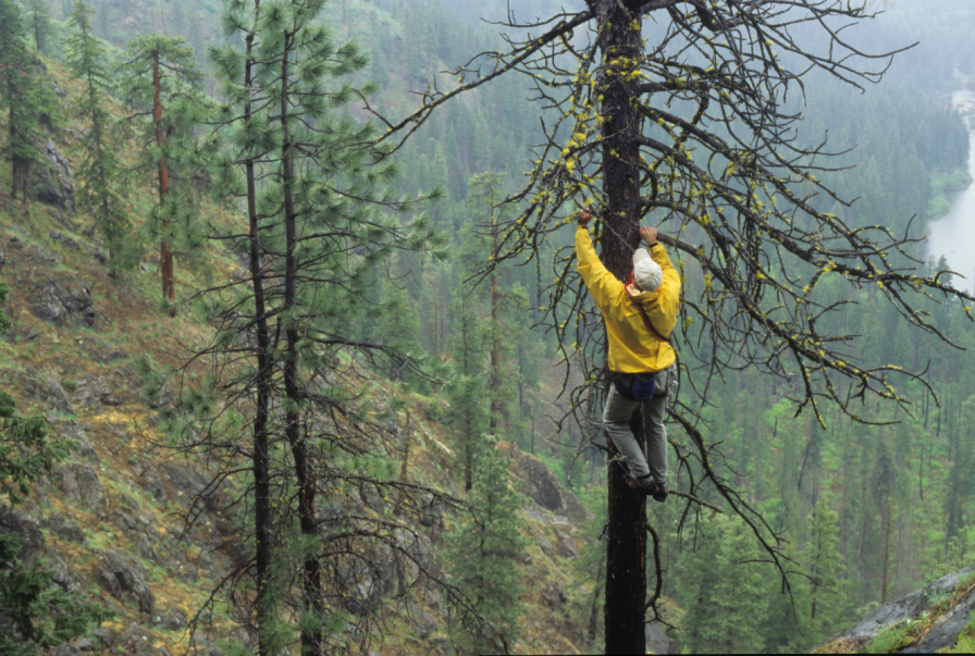 vargo_climbing_a_tree_in_the_rain_leavenworth.jpg