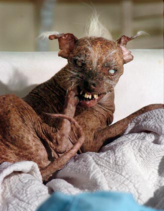 worlds_ugliest_dog.jpg