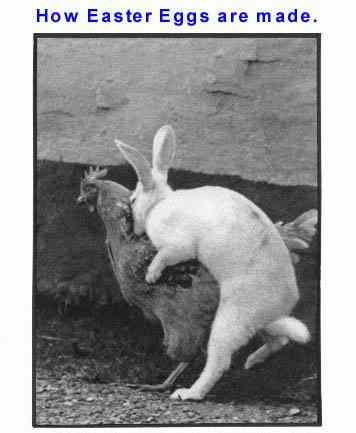 1868bunny-doing-chicken.jpg