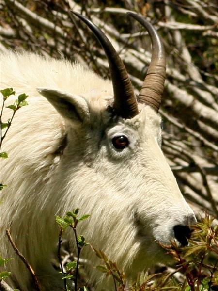 Mountain_goat.jpg