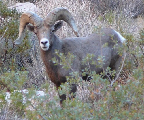 1_Bighorn_sheep.jpg