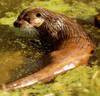 201Otter_1-thumb.JPG