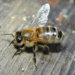 201bee.jpg
