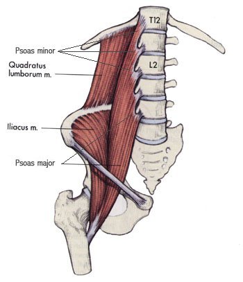 2712Psoas.jpg