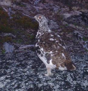 357alpinechicken-med.JPG